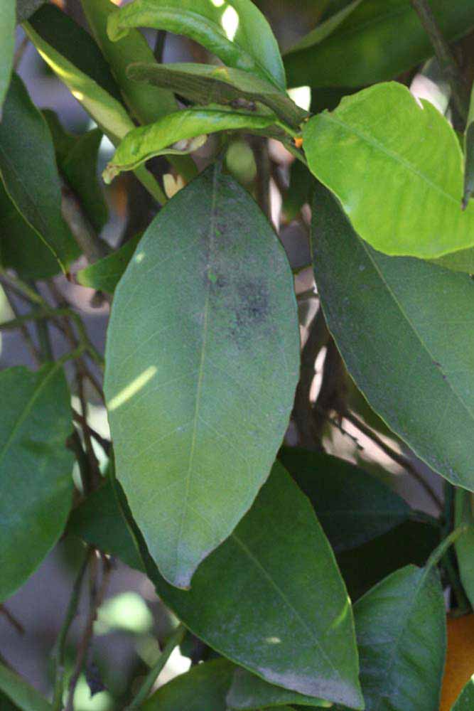              Unifoliolate leaf (Riverside, CA)       